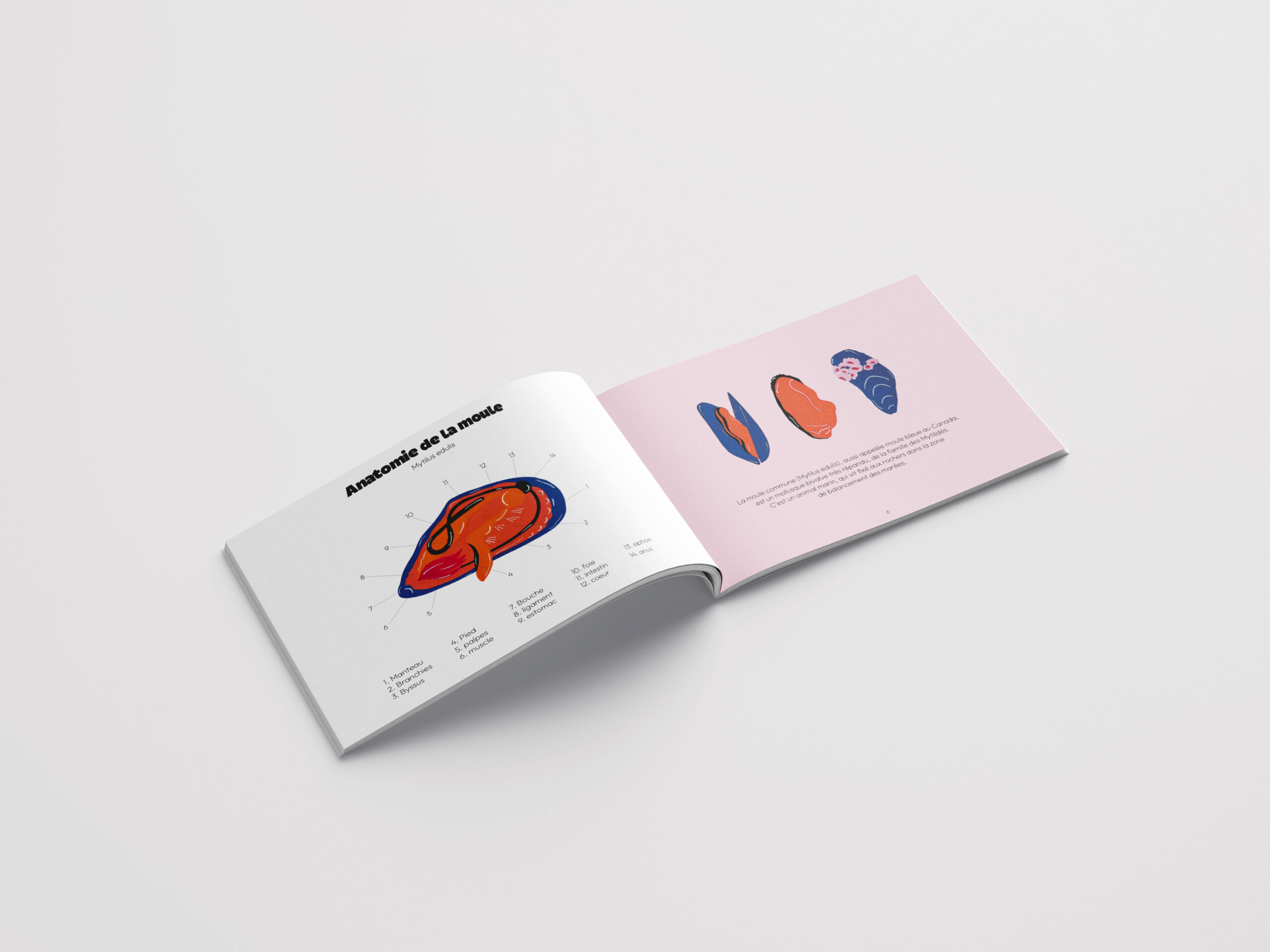 Page du livre coquillages & crustacés montrant une illustration détaillée de l'anatomie d'une moule avec des étiquettes numérotées indiquant les différentes parties de la moule.