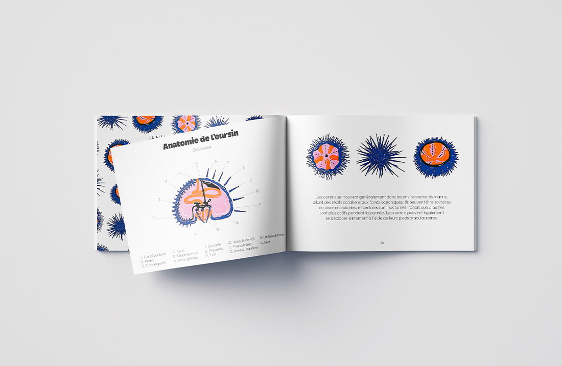 Page du livre 'Coquillages et Crustacés' détaillant l'anatomie de l'oursin avec des illustrations colorées et des explications textuelles.