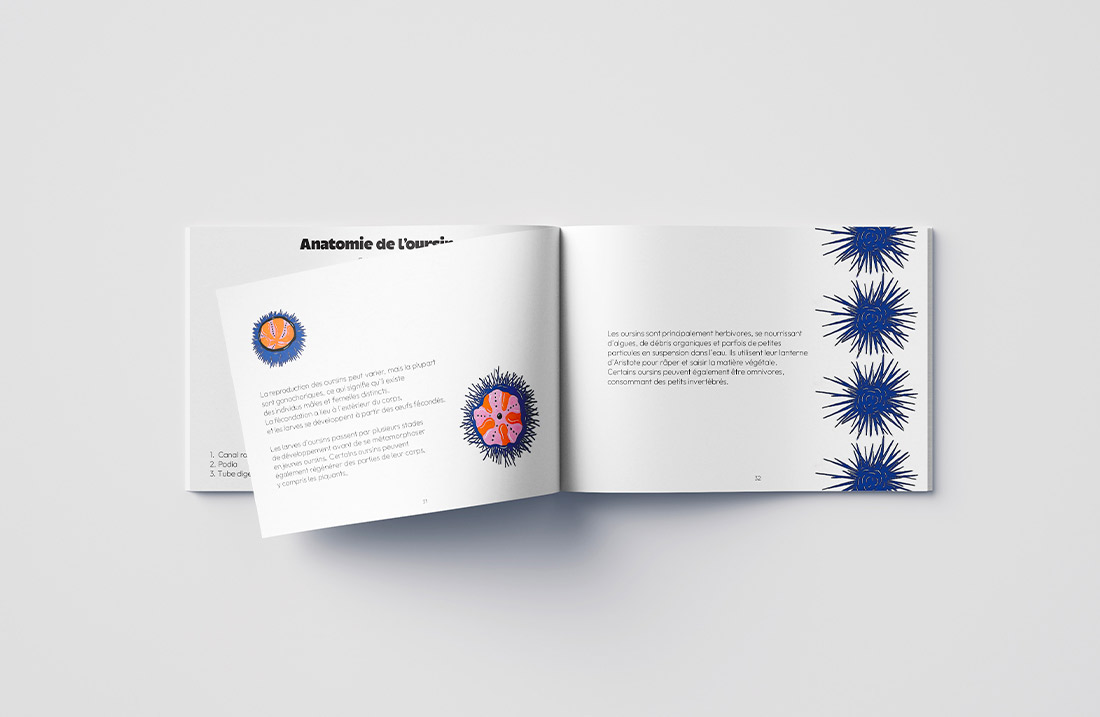 Cette page du livre "Coquillages et Crustacés" explique l'anatomie de l'oursin avec des illustrations détaillées et des explications sur les différentes parties de ce coquillage.