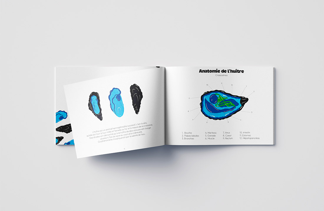 Page du livre 'Coquillages et Crustacés' détaillant l'anatomie de l'huître avec des illustrations colorées et des explications textuelles.