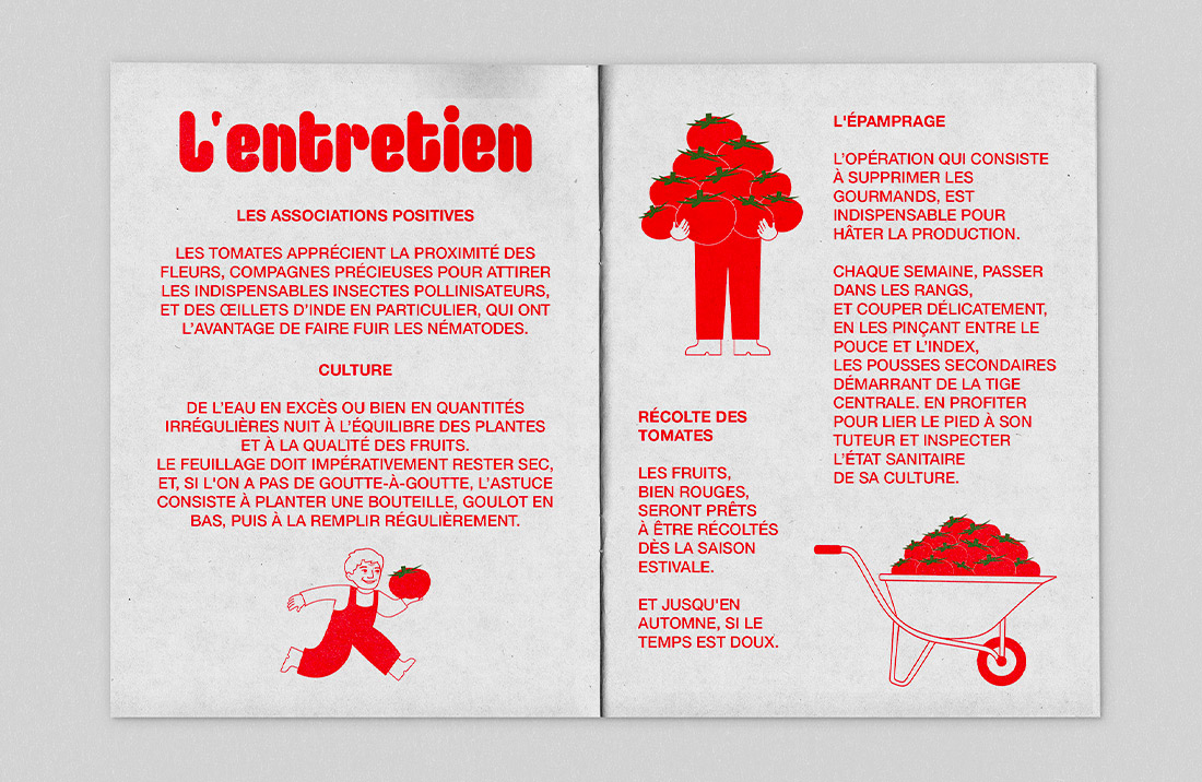 Cette image détaille la page du Fanzine sur les associations positives, les pratiques culturales et les méthodes de récolte pour assurer un bon entretien des tomates.