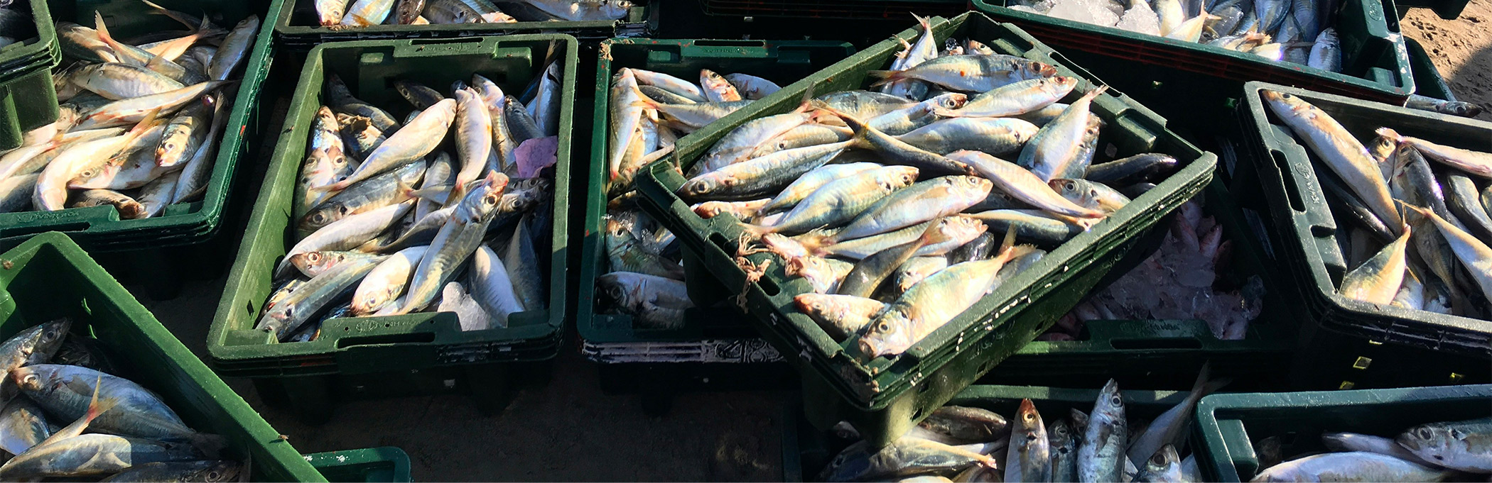 Des poissons fraîchement pêchés disposés dans des caisses en plastique vertes, prêts pour la vente ou la distribution.