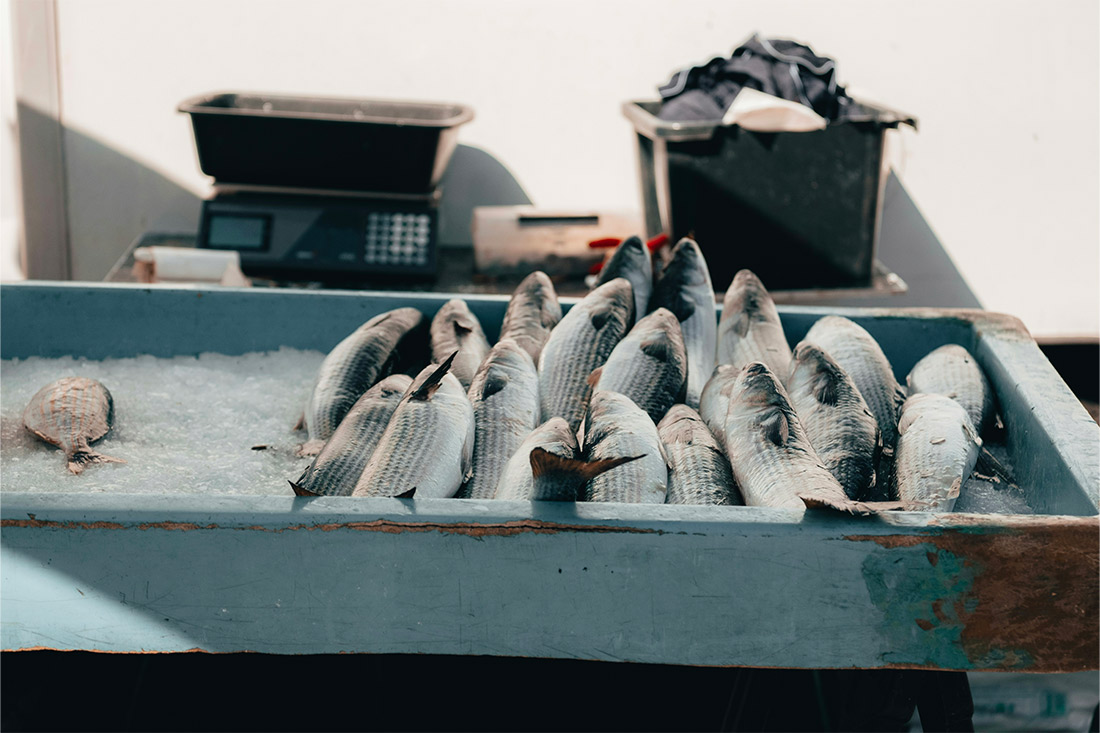 Image de poissons fraîchement pêchés disposés sur un étal de marché. Les poissons ont des écailles brillantes et sont placés sur de la glace pour les garder au frais. En arrière-plan, on peut voir des balances et des seaux, indiquant un environnement de marché traditionnel.
